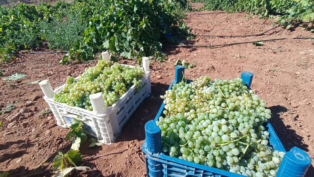 Konya’da yüz yıllardır süren bir gelenek: Üzüme farklı bir lezzet katıyor 8